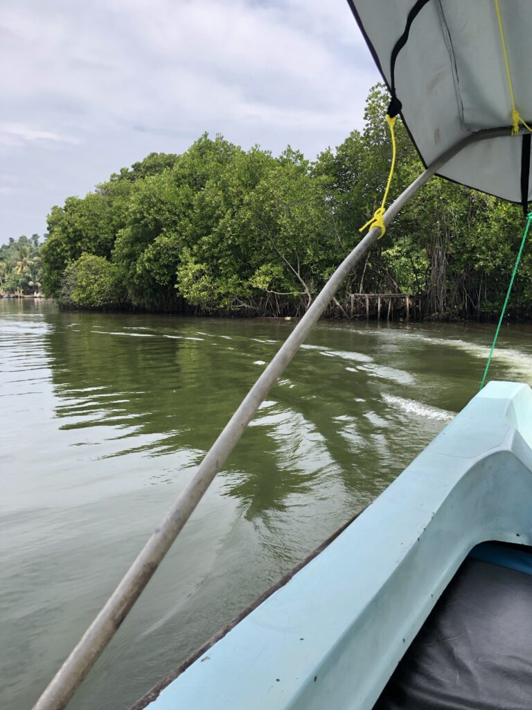 Exploring the Serene Beauty of Bentota: A Captivating River Safari ...